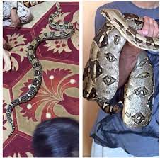 Exotic animals for sale health guarantee. Amazing Exotic Pets Dxb Home Facebook