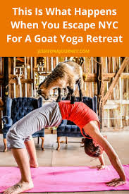 She has a contagious laugh and a warmness that. Goat Yoga How To Have A Quirky Weekend Retreat From Nyc