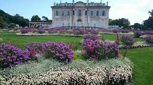 Image result for Grangea zambesiaca