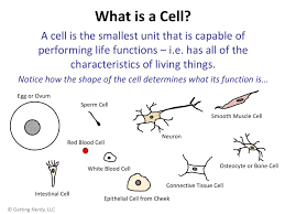 Lesson Plan Robert Hooke S Contributions To Cells And The Cell Theory Cell Theory Cell Lesson Plans Cells Lesson