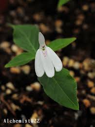 Image result for Rhinacanthus zambesiacus