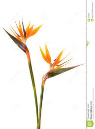 Bird Of Paradise Flower Bird Of Paradise Tattoo Birds Of Paradise Flower Paradise Flowers