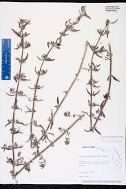 Image result for Lippia woodii