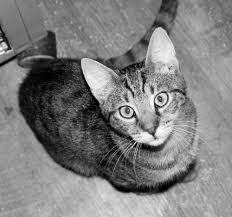 Box 31526, spokane, wa 99223; Kitty City Cat Rescue