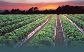 Visitmonterey Com California Farms California Agriculture Crop Field