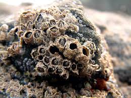 One dead barnacle at the centre may be semibalanus balanoides with a diamond aperture. National Marine Sanctuary Foundation