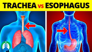 Image result for esophagus