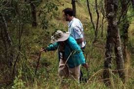 Image result for Oliverella rubroviridis