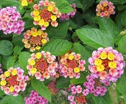 Flowers For Hanging Basket In 2020 Drought Tolerant Plants Flowers That Attract Butterflies Hanging Flower Baskets