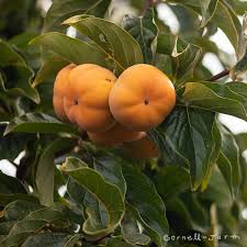 Image result for Diospyros