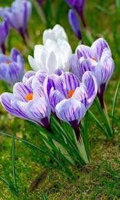 Krokus Blume Blumen Malen Fruhling Blumen Fruhlingsblumen Blumen Fur Garten