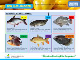 Negara kita sendiri kaya dengan spesies ikan air tawar yang bernilai, tidak kira. Jenis Ikan Terbaik Untuk Kolam Akuaponik Haruskah Lele Urban Hidroponik