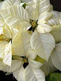 White Poinsettias Free Stock Photo Public Domain Pictures Christmas Flowers Poinsettia Christmas Poinsettia