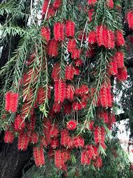 Image result for Cineraria pinnata