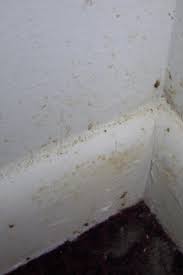 Breathing bathroom mold can cause serious health problems, especially in mold sensitive individuals and those with weakened immunity. Mold Vs Rust In The Home Identification Safe Mold Removal