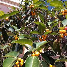 Ficus Altissima Seeds 20 Seeds False Banyan Lofty Fig Council Tree Plant World Seeds