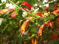 Image result for Halleria elliptica