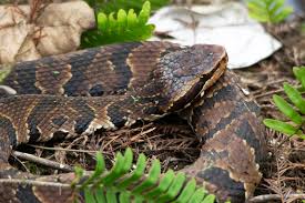 Check spelling or type a new query. Did You Know That Water Moccasins Have Been Spotted At Lake Murray And Lake Hartwell No These Venomous Snakes Are Not Invading The Upstate Many Harmless Water Snakes Are Killed Each Year