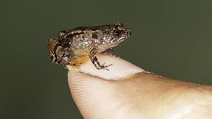 Behold: 4 New Species Of Tiny Frogs Smaller Than A Fingernail : The Two-Way  : NPR