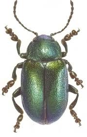 Image result for Chrysochloa