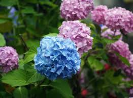 Esistono anche varietà di fiori estivi perenni. Fiori Estivi Quali Piantare Fiori Da Vaso E Da Balcone Per L Estate Donna Moderna