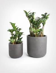 Zamioculcas Zamiifolia Zenzi Perfect Plants Plants Zz Plant