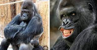 動物| TEEPR 亮新聞| Page 473