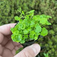 Image result for Hydrocotyle