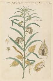 Image result for Gomphocarpus fruticosus
