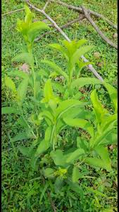 Image result for Blepharispermum pubescens
