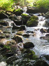 Stream In The Woods Landscape River Outdoor