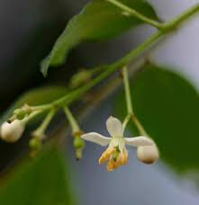 Image result for Clausena anisata