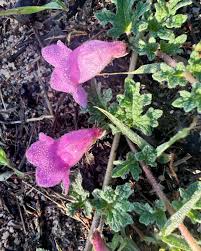 Image result for Dicerocaryum senecioides