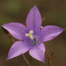 Image result for Wahlenbergia krebsii