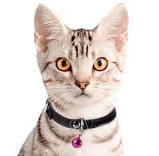 We have all of the information you need to know about american shorthair breeders including website url, contact information, facebook page, memberships to associations, and more. American Shorthair Kittens For Sale Adoptapet Com