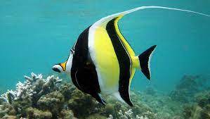 In fact, the schooling bannerfish is usually sold as a cheaper alternative to moorish idols for aquarists. Who Are The Schooling Bannerfish Scuba Center Asia