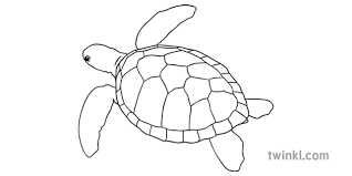 Turtle Outline Illustration Twinkl Download 26 turtle outline free vectors. turtle outline illustration twinkl