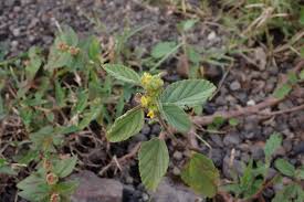 Image result for Waltheria indica