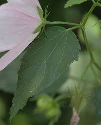 Image result for Kosteletzkya grantii