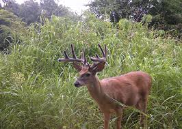 Game 3 of the nba finals between the. How To Score Velvet Bucks Estimating And Scoring Velvet Bucks Buckscore