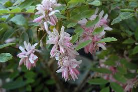 Image result for Indigofera dyeri