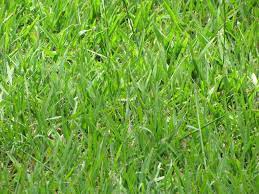 Bahia Grass Types Of Grass Best Grass Seed Grass Type