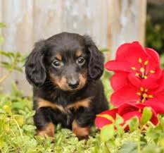 Most of our dogs are aca registered. Dachshund Puppies For Sale Happy Valentines Day Happyvalentinesday2016i