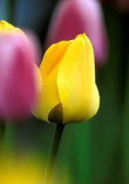 Beautiful Tulips Flowers Tulips Flower Photos