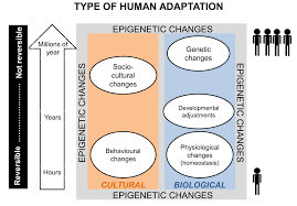 Biodiversità ed Evoluzione EVOLUTIONARY EPIGENETICS OF MODERN HUMAN  POPULATIONS
