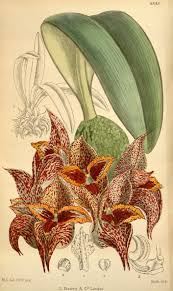 Image result for Bulbophyllum rugosibulbum