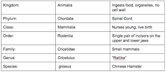 Chinese Hamster Classification Chart Sutori