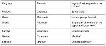 chinese hamster classification chart sutori