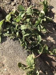 Image result for Amaranthus deflexus