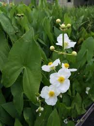 Image result for Fuirena sagittata